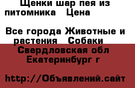 Щенки шар-пея из питомника › Цена ­ 15 000 - Все города Животные и растения » Собаки   . Свердловская обл.,Екатеринбург г.